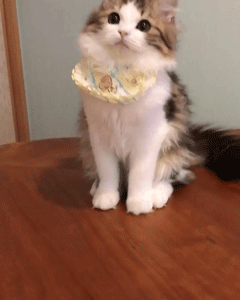 喵星人gif图:这位网友家的猫们,可以说是相当丰满了