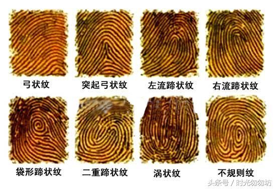 蹄状纹:蹄状纹具有坚定的意志力,性格能屈能伸,适合从事商业贸易