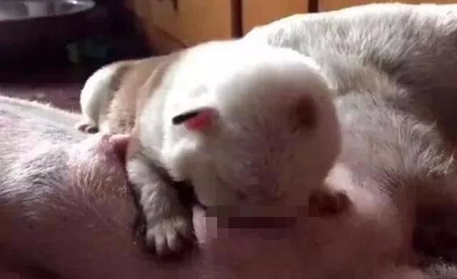 狗宝宝吃奶用力过猛,狗妈一脸无奈:自己生的孩子,再疼