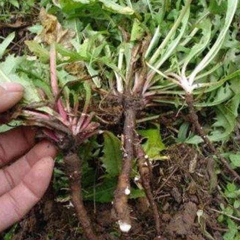 蒲公英根有极强的杀菌消炎作用,很多胃病都是病菌作祟,常喝蒲公英根茶