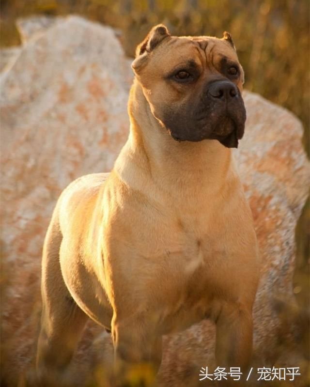 各种猛犬中的铁面,与众不同的毛色,十分霸气