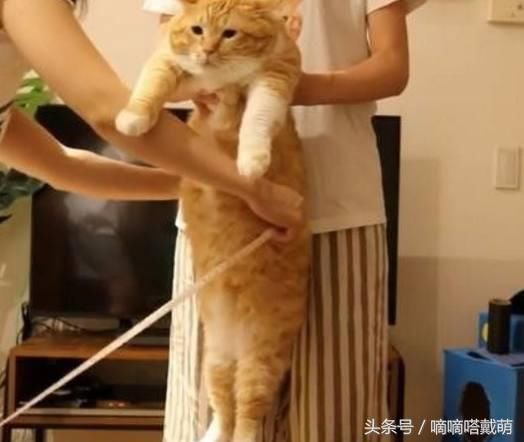 9岁橘猫因为太胖被主人量腰围嘲笑,猫咪一脸的生无可恋