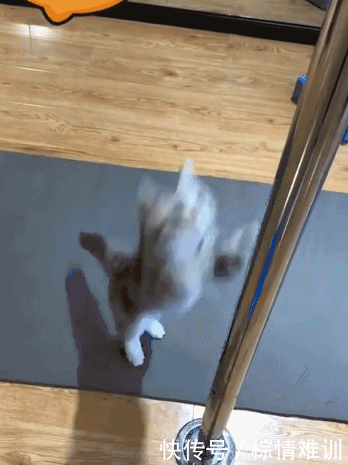 会跳钢管舞的猫厉害了!