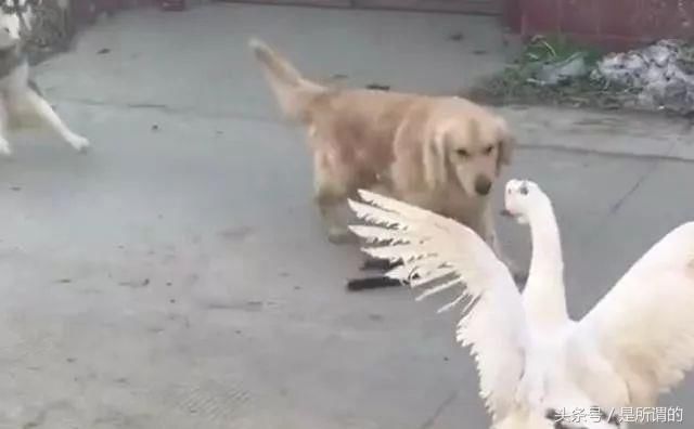 大鹅单挑金毛和雪橇犬:两只死狗,有胆过来啊,看我不啄