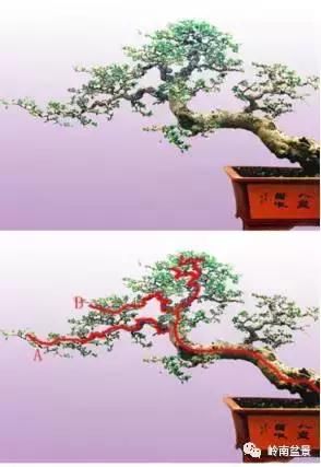 盆景造型技法:岭南盆景中,优雅的飘枝在桩景中的形态与作用