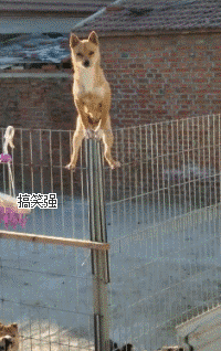 04这个汪星人绝对是王者,下面一群虾兵蟹将