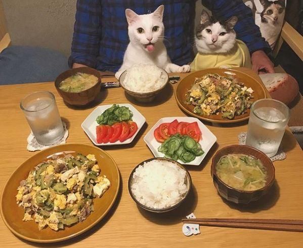 火爆ins网红猫的一日三餐:怀里抱着猫,老婆做着饭,这才叫人生赢家