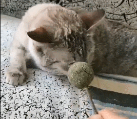 到手的猫薄荷却被二哈抢走,网友:这二狗子可能要完蛋了