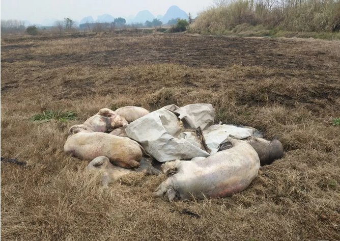 从照片中可以看到,地里堆着成堆的死猪尸体,并未被挖坑埋起来,河道里