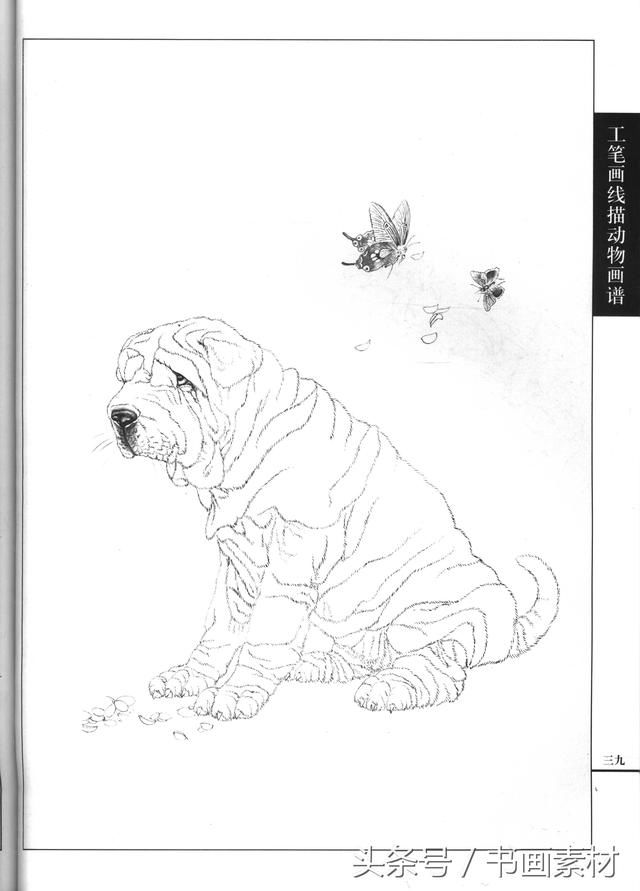 书画素材|工笔画线描动物画谱名犬篇白描上色线条讲解