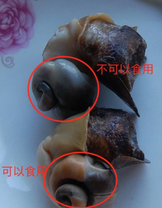 (1)海螺脑是不能吃的,吃了会出现头晕,呕吐,恶心,潜伏期约1-2小时,图