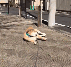 "柴犬是谜一样的生物吗?" "是!