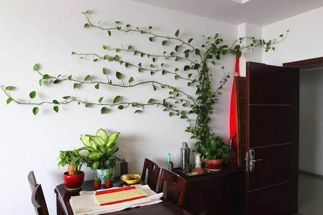 也能够给绿萝做点造型,用胶布贴在墙面上,是不是很特别的?