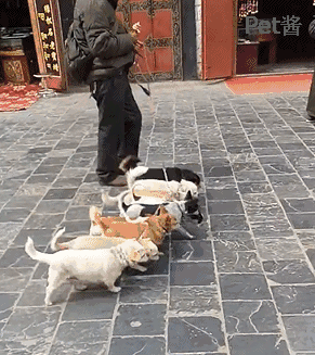 果然听话的都是别人家的狗呀,如果让我遛八只狗真的不堪设想了.