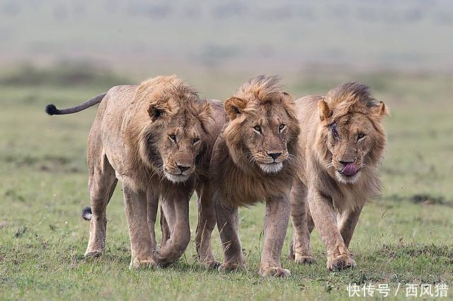 不巧的是一群狮子也在这边大草原上觅食,狮子早已发现了长颈鹿母子