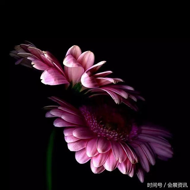 花卉摄影 || 国外摄影师绝美花卉摄影作品