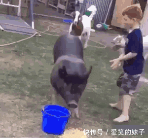 看骑猪勇士的养成记