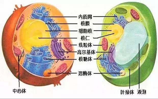 也知道植物细胞有细胞壁,而动物细胞没有