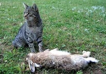 猫咪就这样出人意料地咬死了一只兔子.