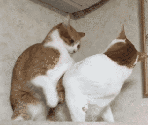 壁纸 动物 狗 狗狗 300_253 gif 动态图 动图
