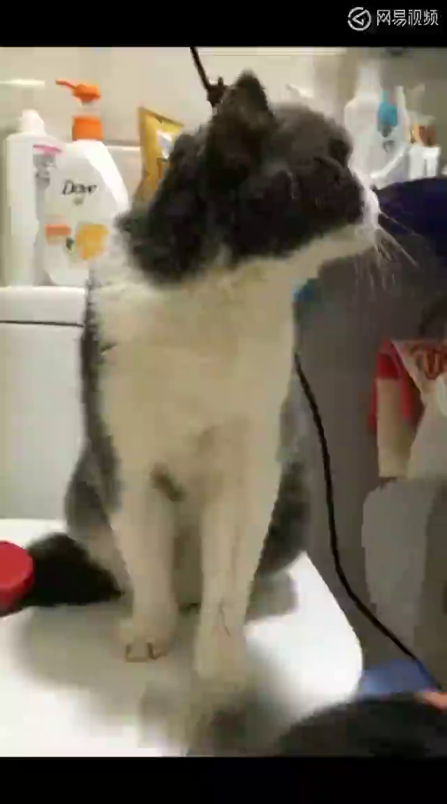 主人给猫咪吹风,猫咪的表情好逗
