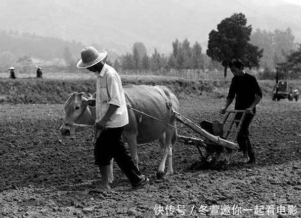 70年代中国历史老照片:图为两个男人正在田里耕田.