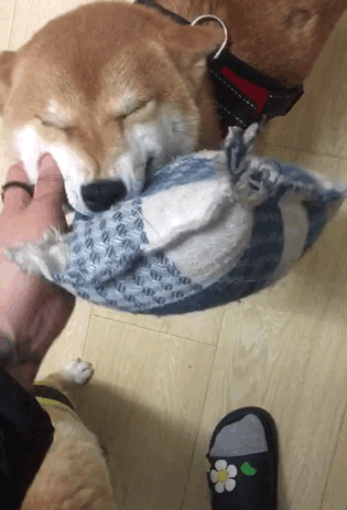 贱萌的柴犬撒起娇来真是要人命,眼睛眯的跟只狐狸一样,笑嘻嘻的