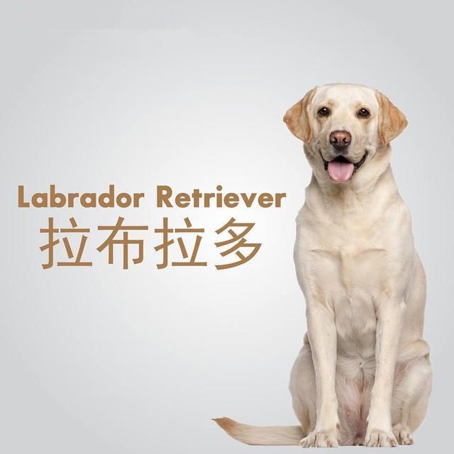 世界上10种最聪明的狗狗,有你家的狗狗没?