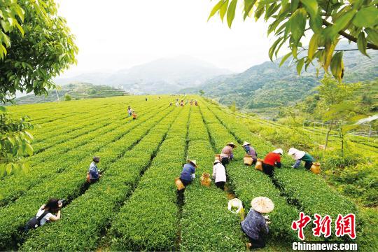 探访福建安溪县:看产茶大县如何保茶业质量安全