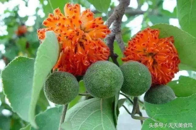 16 60 水杨梅 构树果实叫构桃,中药名为楮实子,能补肝肾,明目.