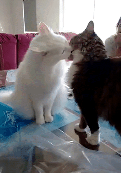 12.这对喵星人翻脸比翻书快!