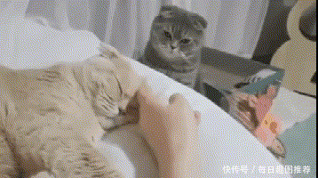 搞笑gif图:你的爱不公平啊,一定要雨露均沾-北京时间