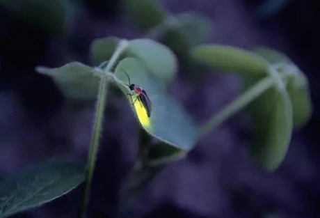 拯救萤火虫之路:展览成浩劫 3天内死亡率60%