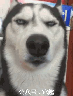 搞笑gif图:想当年,大郎走的时候也是这个表情!