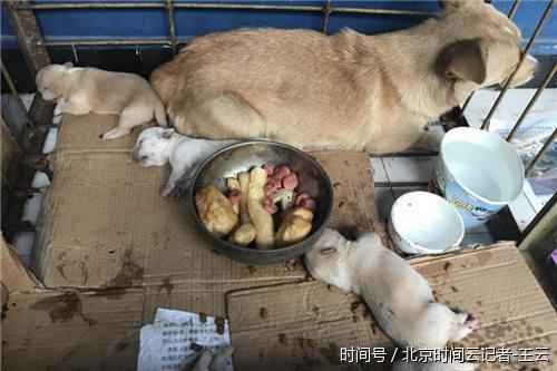 郑州一流浪狗小区产崽扰民 暖心执法队员帮其安新家