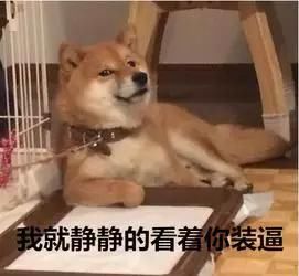 柴犬的表情包 喜欢的点进来看看