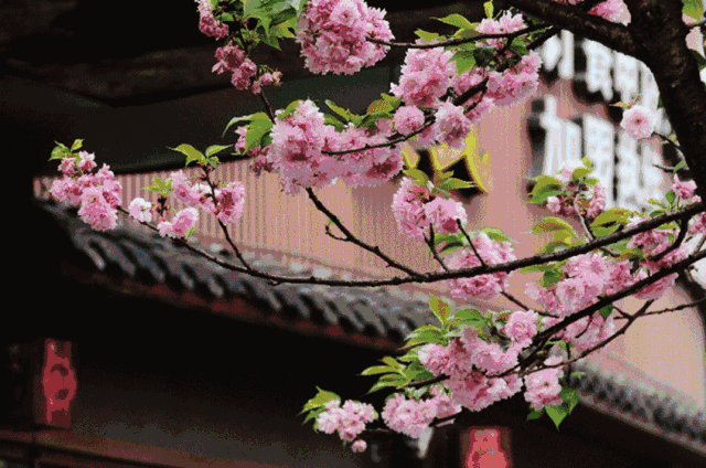 壁纸 花 桌面 640_424 gif 动态图 动图