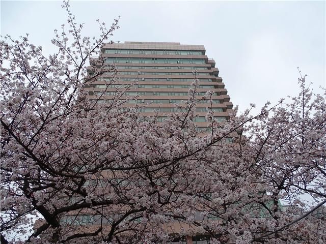 武汉长江岸边有个美不胜收的晴川饭店樱花