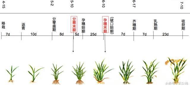 水稻种植想高产,水稻的生育栽培基础您了解多少?