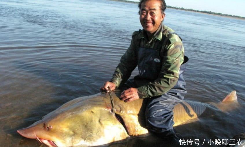 我国最大的淡水鱼,能长到2千斤,鱼籽最名贵,人称"水中