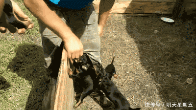 搞笑gif:美女,你这个动作是要快点交公粮的意思吗?