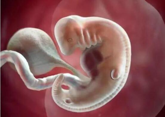 胎儿60天即孕妈怀孕8周的时候.