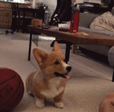 执子之手,我要和主人白头到老