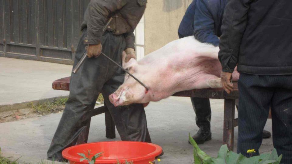 民间故事:屠夫放下屠刀,因碰到一头杀不死的猪