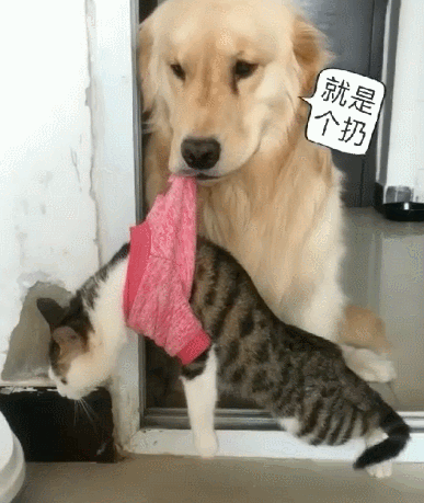 前不久主人担心金毛独自生活会觉得孤单,于是便给买了只猫咪回来陪它