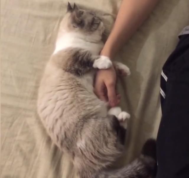 史上最粘人猫咪,一举一动萌遍全网,网友:别人家的猫!