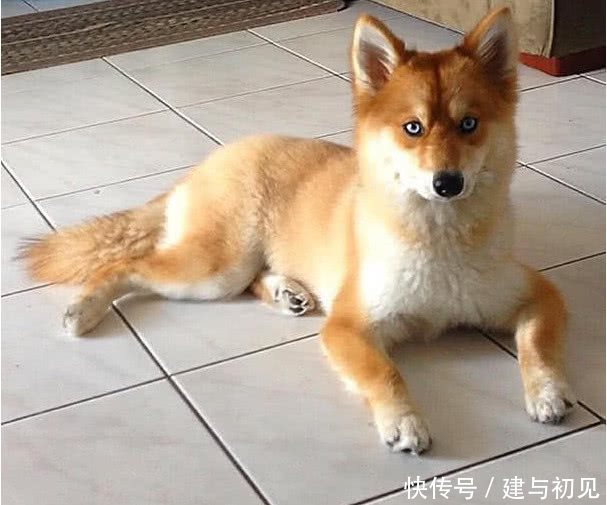 哈士奇和博美生下了后代,最后却长成了柴犬,狗狗的长相亮了!