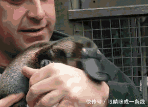 搞笑gif:老板,这就是你说的什么都不用做吗?