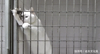 搞笑gif:我的天啊,这么好看的姑娘是怎么长出来的!