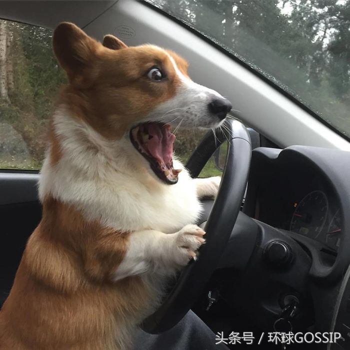 为什么英国女王独爱柯基很多年,这货堪称行走的表情包